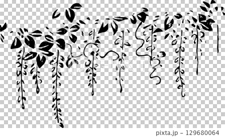 藤の花 藤の花 129680064