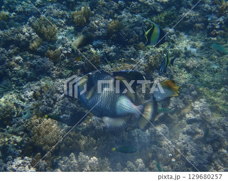 インドネシア ギリトラワンガン島の魚 インドネシア ギリトラワンガン島の魚 129680257