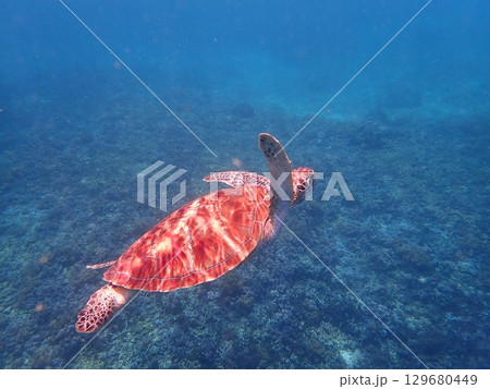 インドネシア ギリトラワンガン島の海亀 インドネシア ギリトラワンガン島の海亀 129680449