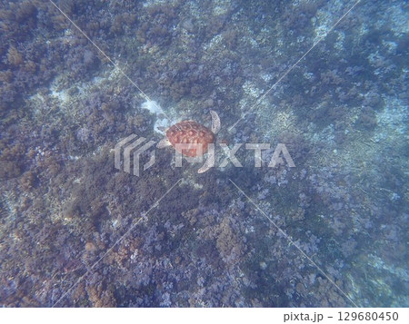 インドネシア ギリトラワンガン島の海亀 インドネシア ギリトラワンガン島の海亀 129680450