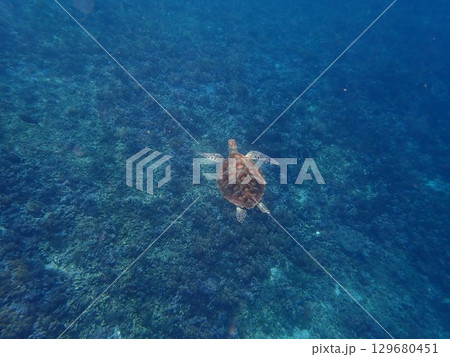 インドネシア　ギリトラワンガン島の海亀 129680451