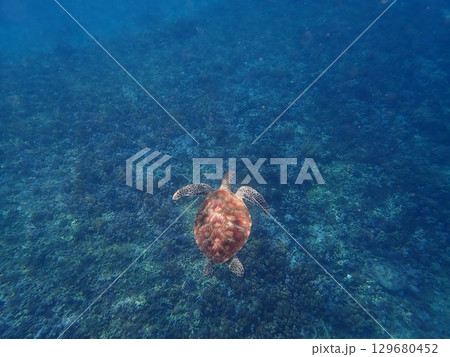 インドネシア　ギリトラワンガン島の海亀 129680452