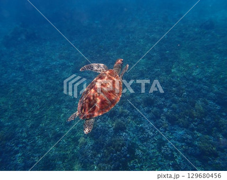 インドネシア ギリトラワンガン島の海亀 インドネシア ギリトラワンガン島の海亀 129680456