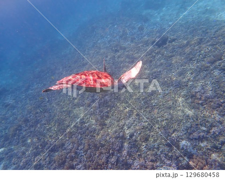 インドネシア ギリトラワンガン島の海亀 インドネシア ギリトラワンガン島の海亀 129680458