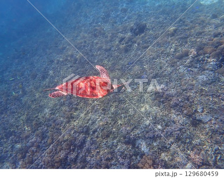 インドネシア　ギリトラワンガン島の海亀 129680459