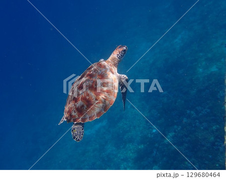インドネシア ギリトラワンガン島の海亀 インドネシア ギリトラワンガン島の海亀 129680464