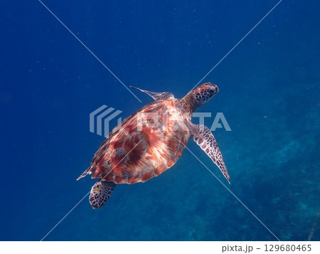インドネシア ギリトラワンガン島の海亀 インドネシア ギリトラワンガン島の海亀 129680465