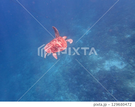 インドネシア　ギリトラワンガン島の海亀 129680472