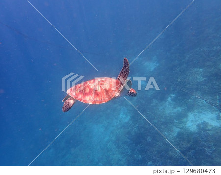 インドネシア ギリトラワンガン島の海亀 インドネシア ギリトラワンガン島の海亀 129680473