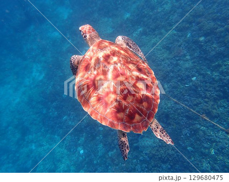 インドネシア　ギリトラワンガン島の海亀 129680475