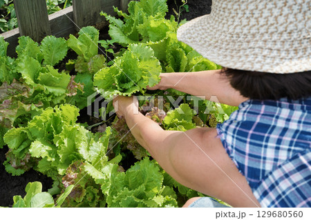 Female harvesting fresh lettuce in sunlit vegetable garden Female harvesting fresh lettuce in sunlit vegetable garden 129680560