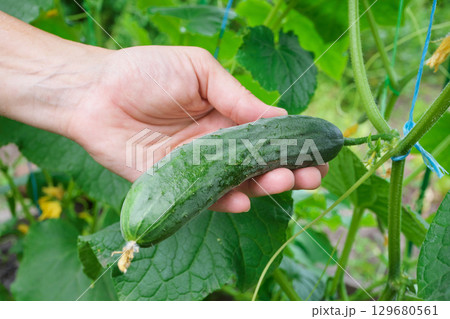 A woman's hand picks a ripe juicy cucumber that she grew herself 129680561