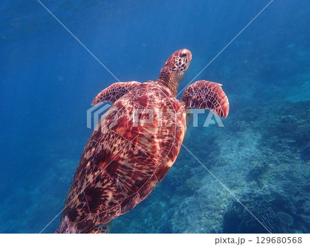 インドネシア ギリトラワンガン島の海亀 インドネシア ギリトラワンガン島の海亀 129680568