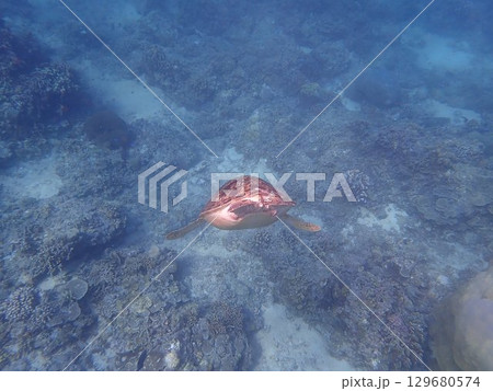 インドネシア　ギリトラワンガン島の海亀 129680574