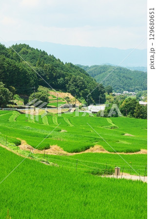 明日香村の夏の棚田 129680651
