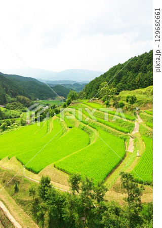 明日香村の夏の棚田 明日香村の夏の棚田 129680661
