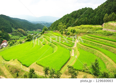 明日香村の夏の棚田 129680663