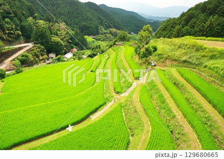 明日香村の夏の棚田 129680665