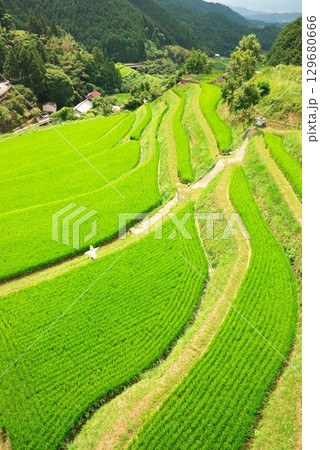 明日香村の夏の棚田 129680666
