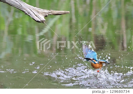 カワセミ カワセミ 129680734