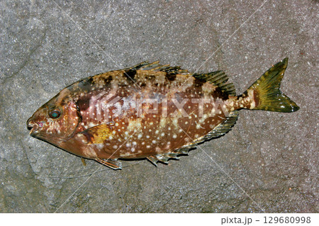 危険な毒ビレを持つアイゴ 129680998