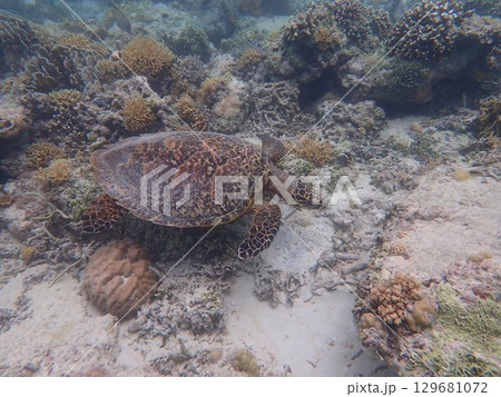 インドネシア　ギリメノ島の海亀 129681072