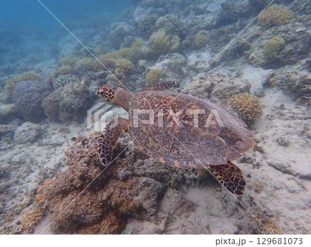 インドネシア　ギリメノ島の海亀 129681073