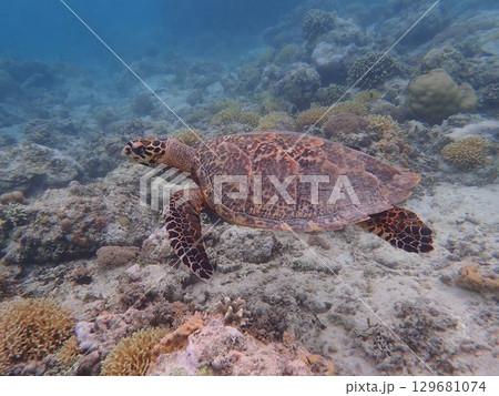 インドネシア ギリメノ島の海亀 インドネシア ギリメノ島の海亀 129681074