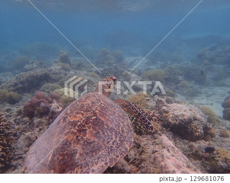 インドネシア ギリメノ島の海亀 インドネシア ギリメノ島の海亀 129681076