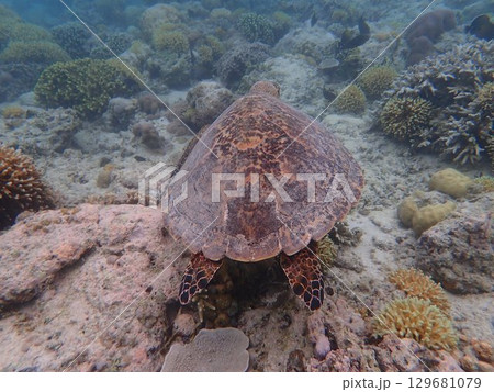 インドネシア ギリメノ島の海亀 インドネシア ギリメノ島の海亀 129681079