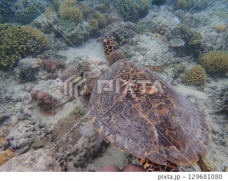 インドネシア ギリメノ島の海亀 インドネシア ギリメノ島の海亀 129681080