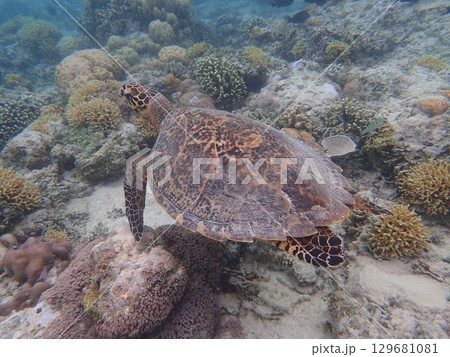インドネシア　ギリメノ島の海亀 129681081