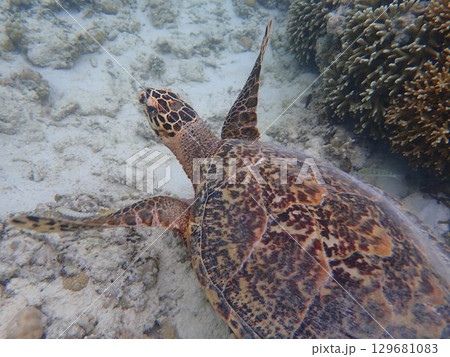 インドネシア　ギリメノ島の海亀 129681083