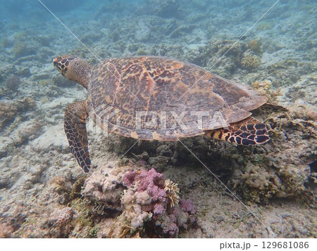 インドネシア　ギリメノ島の海亀 129681086
