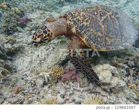 インドネシア ギリメノ島の海亀 インドネシア ギリメノ島の海亀 129681087
