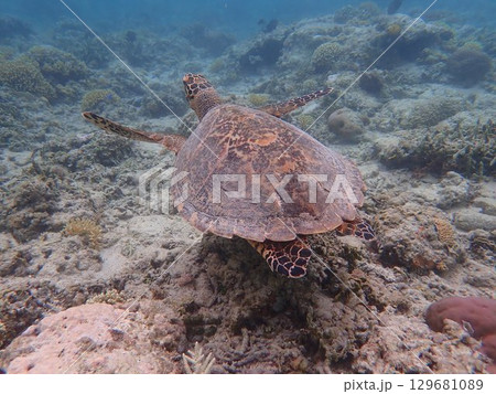 インドネシア ギリメノ島の海亀 インドネシア ギリメノ島の海亀 129681089