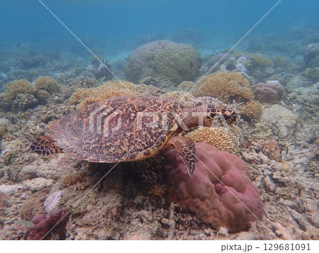 インドネシア　ギリメノ島の海亀 129681091