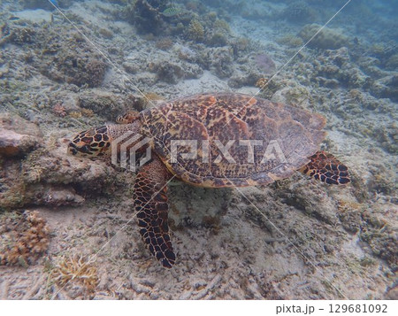 インドネシア ギリメノ島の海亀 インドネシア ギリメノ島の海亀 129681092