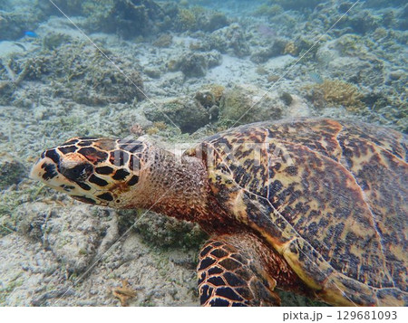 インドネシア　ギリメノ島の海亀 129681093