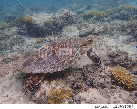 インドネシア　ギリメノ島の海亀 129681094