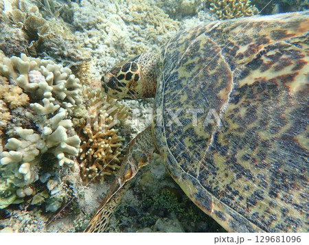 インドネシア　ギリメノ島の海亀 129681096