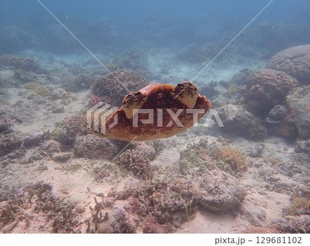 インドネシア　ギリメノ島の海亀 129681102