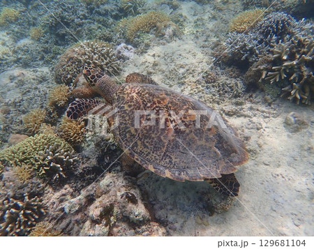 インドネシア ギリメノ島の海亀 インドネシア ギリメノ島の海亀 129681104
