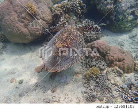 インドネシア ギリメノ島の海亀 インドネシア ギリメノ島の海亀 129681105