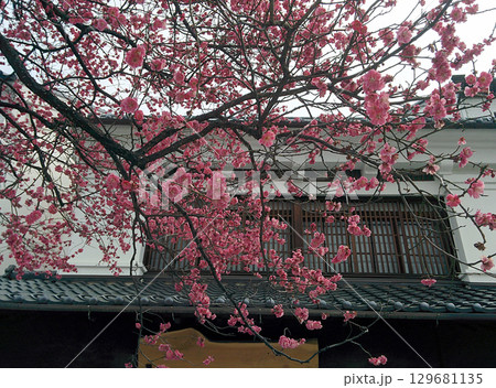 Old house with plum flowers 紅梅の花が咲き始めた日本家屋の軒先と格子戸 129681135
