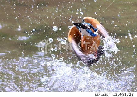 水面から飛び出すカワセミ 水面から飛び出すカワセミ 129681322