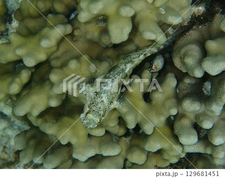 インドネシア　ギリメノ島の魚 129681451