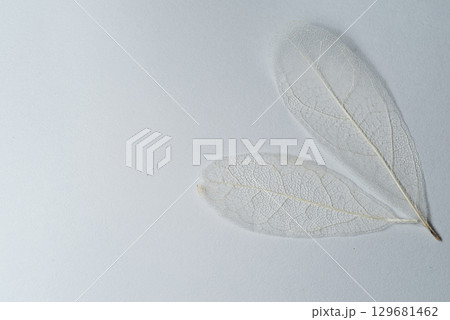 美しい白い葉脈 スケルトンリーフ 美しい白い葉脈 スケルトンリーフ 129681462