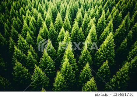 Aerial View of Dense Evergreen Forest with Sunlight Filtering Th 129681716