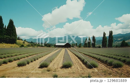 Lavender Field Leading to Barn with Mountain Backdrop Under Clou 129681889